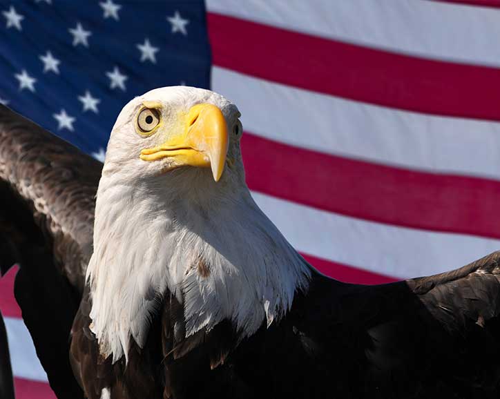 Chics Beach Patriot